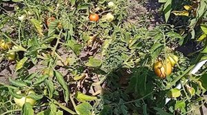 помидор Мамако F1  урожайность в огороде без укрытия без подвязки.