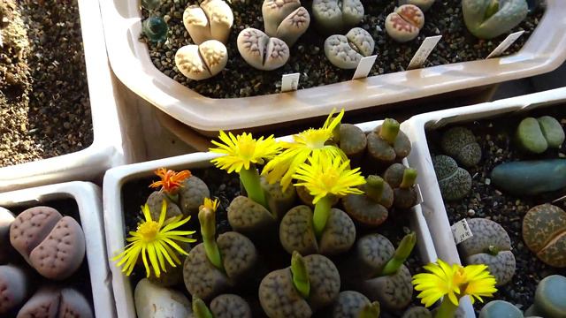 © 4К Красотища, одновременно 55 цветков Вышло солнышко и литопсы открыли свои цветы! смотреть онлайн