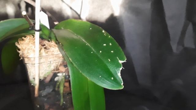 Орхидеи! Секрет цветения Дикого Персика. смотреть онлайн