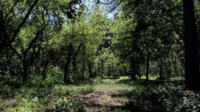 TopArtRelax: NatureVideo & NatureSounds смотреть онлайн