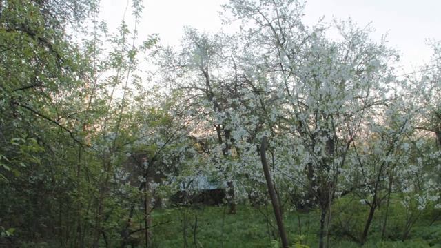 Дачный участок с домиком в Добром во Владимире смотреть онлайн