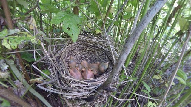 Жулан170619 14 24GP 21 ♂ дал КЛОПА, ♀ скормила, помет унесла
