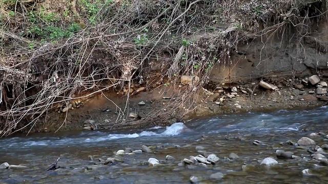 Лес, река, птицы.