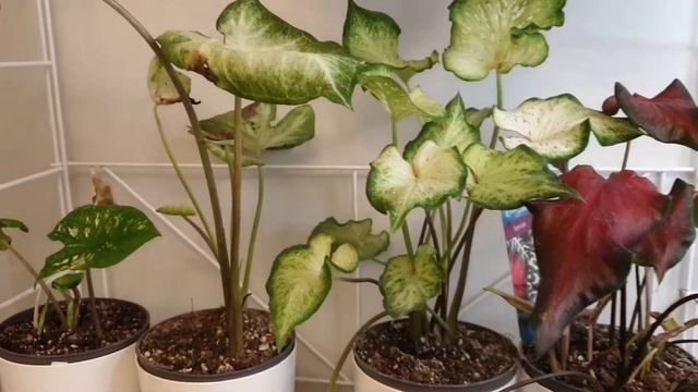 Каладиум / обзор моих растений