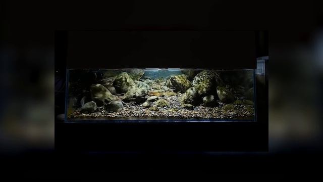 Лучшие биотопные аквариумы 2020 года. Часть 1 #BADC2020 смотреть онлайн