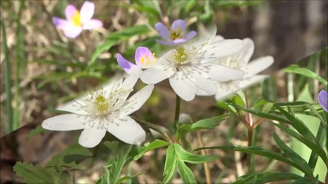 Весна в Аламбае смотреть онлайн
