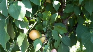 Самый ранний абрикос на моём участке - Том кот