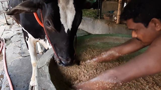 Biggest cow in the world 2020 - Biggest Cows & Bulls 2020 смотреть онлайн