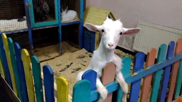 Белая козочка и черный поросенок смотреть онлайн