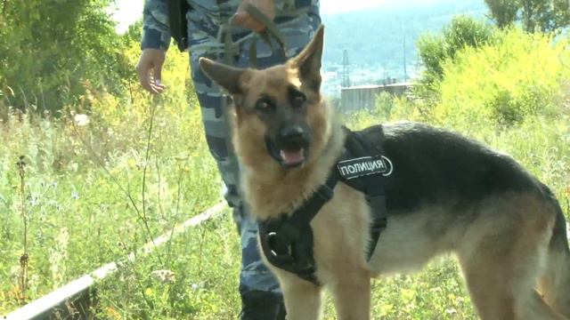 В Саяногорске волонтеры и полицейские совместно вышли на поиски пропавшей пенсионерки смотреть онлайн