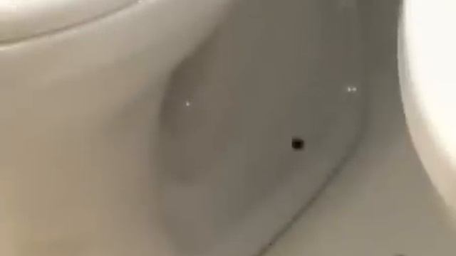 Видео совет: Как правильно выбрать унитаз смотреть онлайн