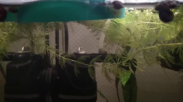 Аквариумистика. Ампулярия. Гуппи. Гурами. Пельвикахромис пульхера. Краткий обзор. смотреть онлайн