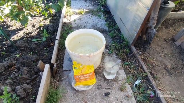 112. И снова 3е сентября. Пересадил в теплицу..mp4 смотреть онлайн