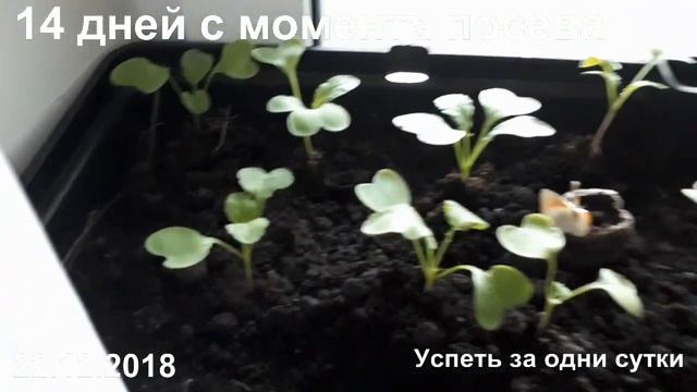 22.12.2018. ЗИМНИЙ ПОСЕВ РЕДИСА НА ПОДОКОННИКЕ. 9-й и 14-й ДЕНЬ С МОМЕНТА ПОСЕВА. смотреть онлайн