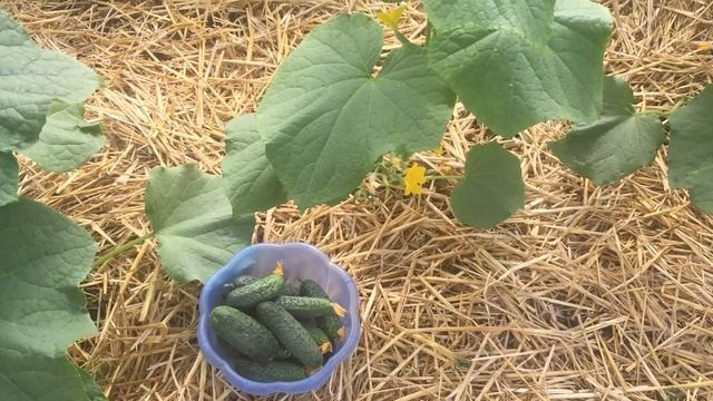 ПЕРВЫЕ ОГУРЧИКИ в теплице! Чем ПОДКАРМЛИВАЮ и ОБРАБАТЫВАЮ? смотреть онлайн