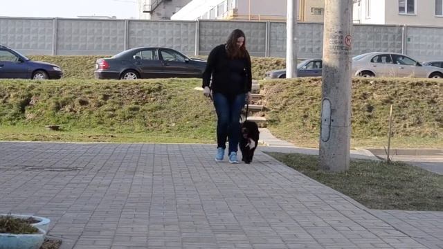 Один день из жизни собаки Шонны. Дрессировка с содержанием. смотреть онлайн