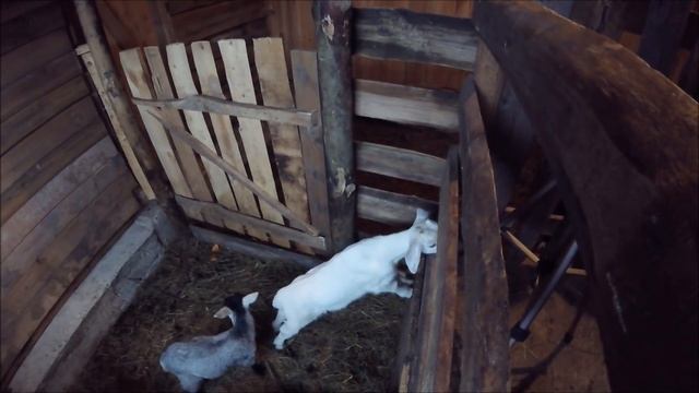 Наполеоновские планы и скромные возможности. А так же про козье молоко и погоду. смотреть онлайн
