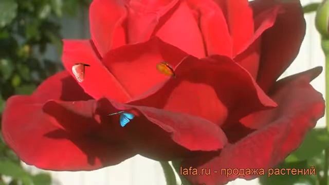 Роза плетистая Клайминг Крайслер Империал ? обзор: как сажать, саженцы розы смотреть онлайн