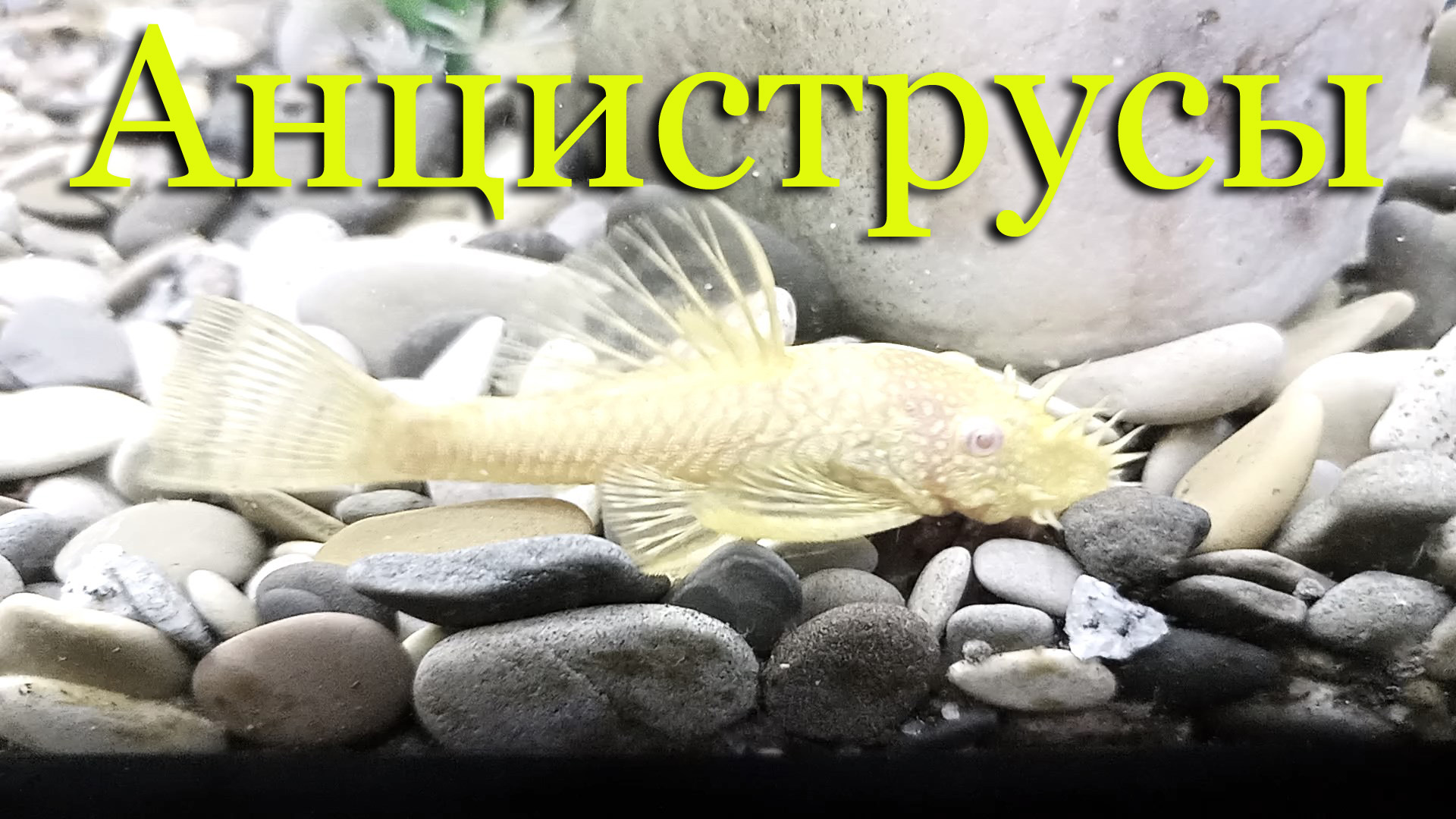 Анциструс: виды, уход, содержание, поведение и совместимость, половые отличия, размножение, питание смотреть онлайн