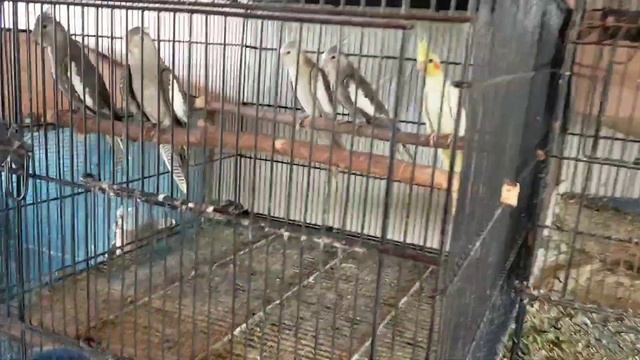 SETUP UPDATE JAVA ki New Colony Ready ho Gayi смотреть онлайн