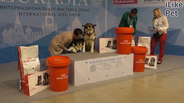 Какие породы собак любят зиму? смотреть онлайн