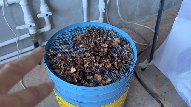 Обзор супер сушилки для грибов, овощей и фруктов смотреть онлайн