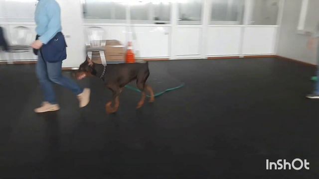 тестирование, доберман Терра смотреть онлайн