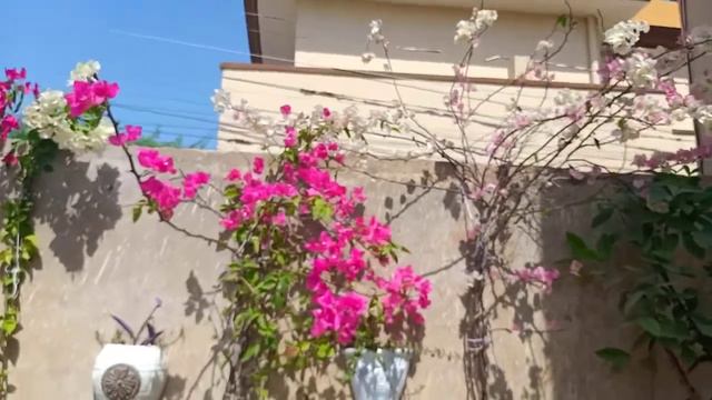 Bougainvillea plants new addition in my garden || How to grow and care of bougainvillea vine plant смотреть онлайн
