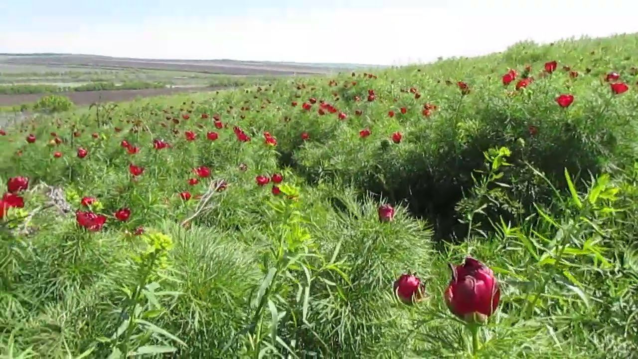 Пионовый холм под Вольском)