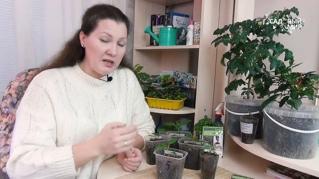 Корни у рассады томатов и перцев: чем подкормить и укрепить. Супер корень - супер рост! смотреть онлайн
