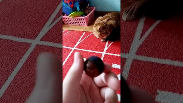 Кот-супер герой, спасение кота сосиски. смотреть онлайн