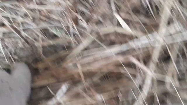 Индоутки отличные наседки....сядет ли утка на другое гнездо??? смотреть онлайн