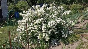 Дейция после полного вымерзания побегов . Deutzia .