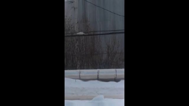 Приколы про котов,кошек и собак.Если забыл покормить кота # 10. Кот на пылесосе.Кот верхом. смотреть онлайн