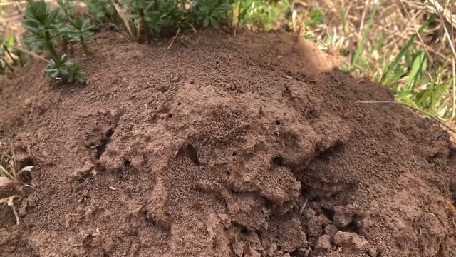 Муравейник. Дом муравьев, муравьиная ферма смотреть онлайн