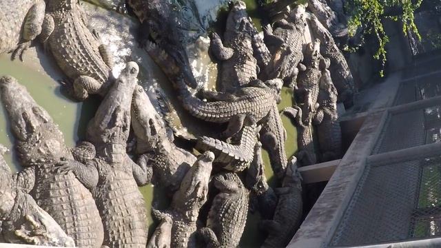 Рыбалка на аллигаторов Паттайя Тай смотреть онлайн