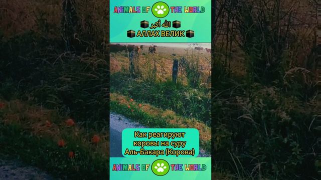 Реакция коров на суру Аль-Бакара(Корова).الله أكبر. #islamicvideo #allah #youtube #quran