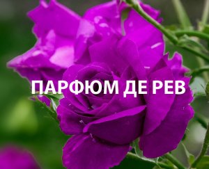 Чайно-гибридная роза Парфюм де Рев - сильнейший запах мускуса в вашем саду