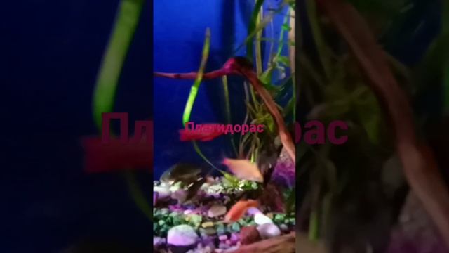 Сом "Платидорас" смотреть онлайн