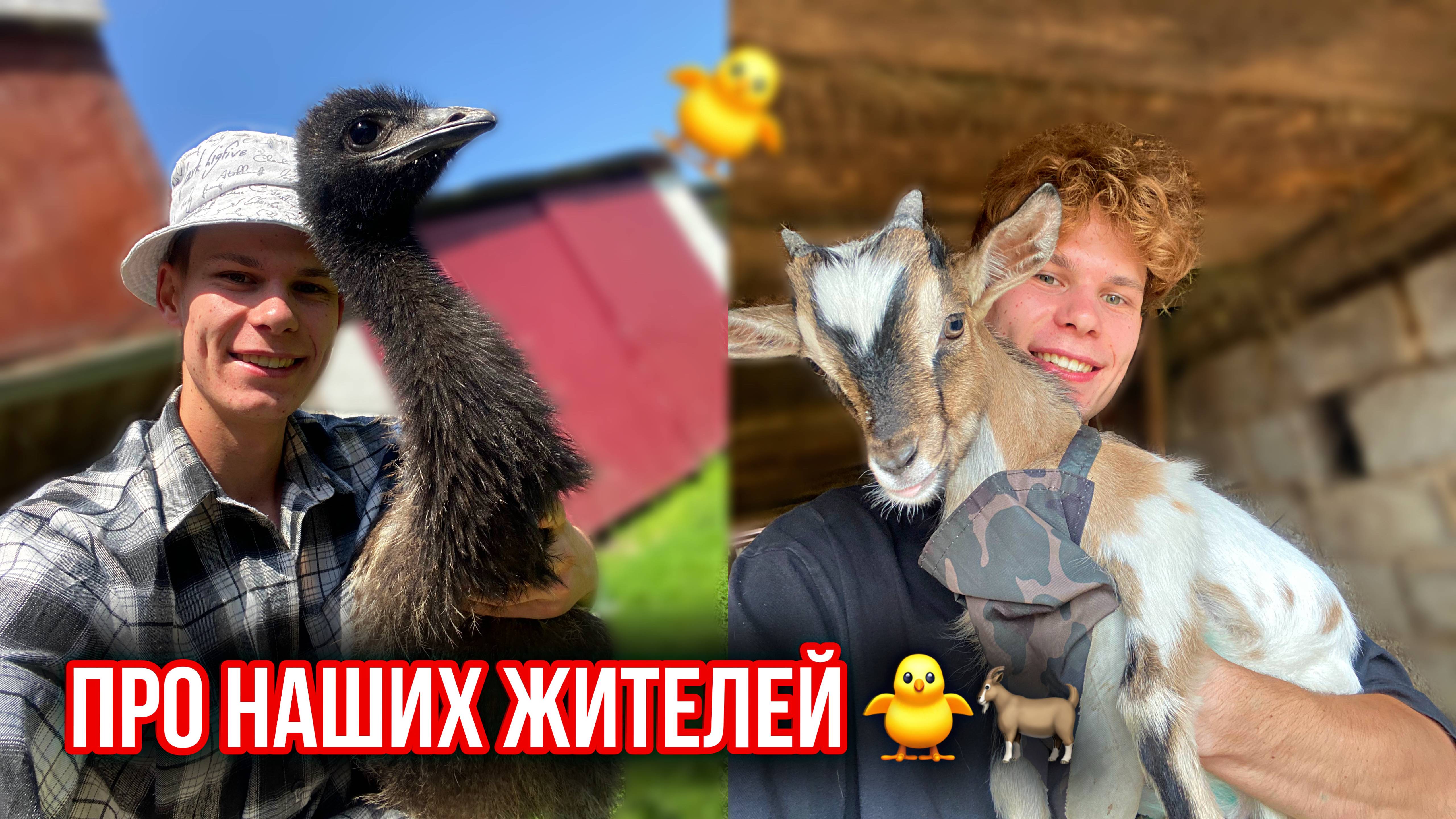 Зачем нам в Деревне СТРАУСЫ и КОЗЫ Декоративные !? Молодой фермер в 21 👨🌾