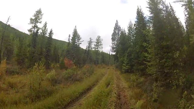 Дорога по болоту к Катазам Тыва
