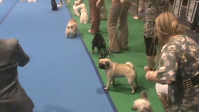 Грэта на выставке ! 1.4 Мопс. Pug.Toy Group смотреть онлайн
