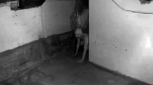 Девушка Сняла ЧЕРТА у Себя В Подвале. 5 Мистических видео. Паранормальное. Необъяснимое.