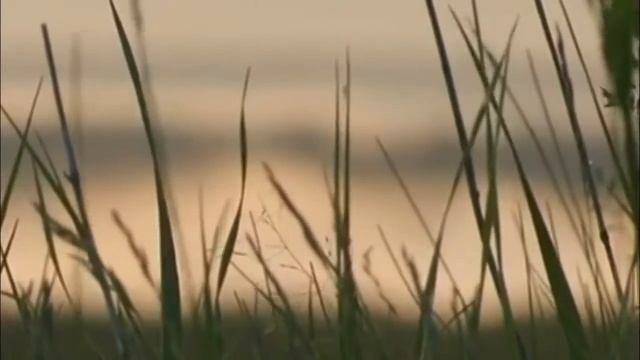 НАТАЛЬЯ Лесная стихи ЛЮДМИЛА Бабкина – АХ, КУКУШЕЧКА смотреть онлайн