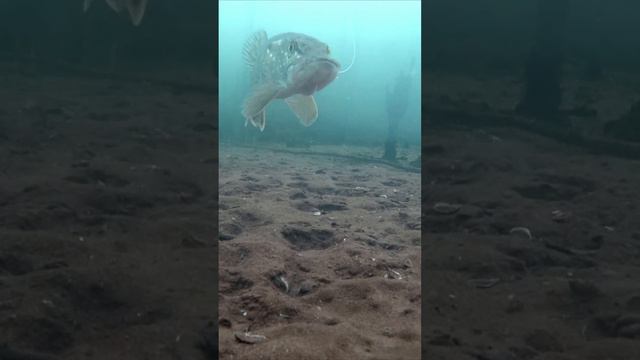 ПУЧОК ЖИВЦА В ДЕЙСТВИИ! Подводная съемка смотреть онлайн