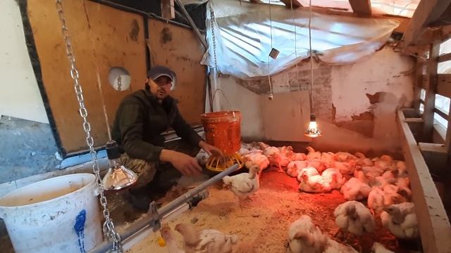 //Всем советую//Розовый фламинго в полевых условиях 7 дней//Моя Аптечька для фламиго коб500// смотреть онлайн