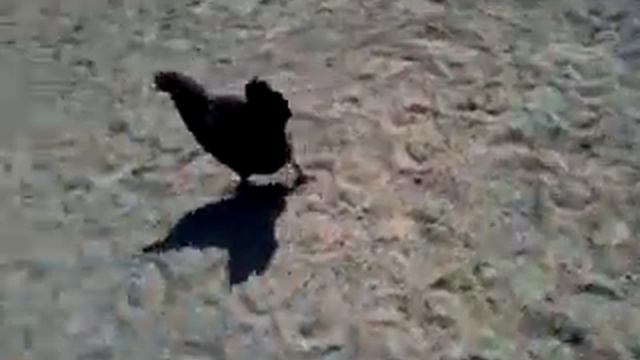 Kanat Arto tuksu ja Julia смотреть онлайн