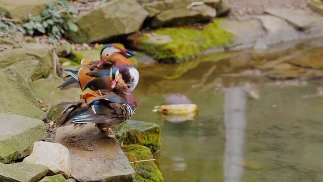 Окружающий мир 1 класс. Птицы смотреть онлайн