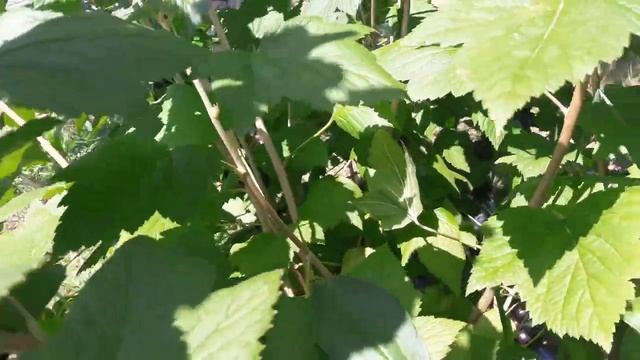 #смородина#крыжовник#виноград Смородина поспела. смотреть онлайн