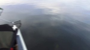 "Как ловить на  "Грушку" сазана, судака" - проводки.